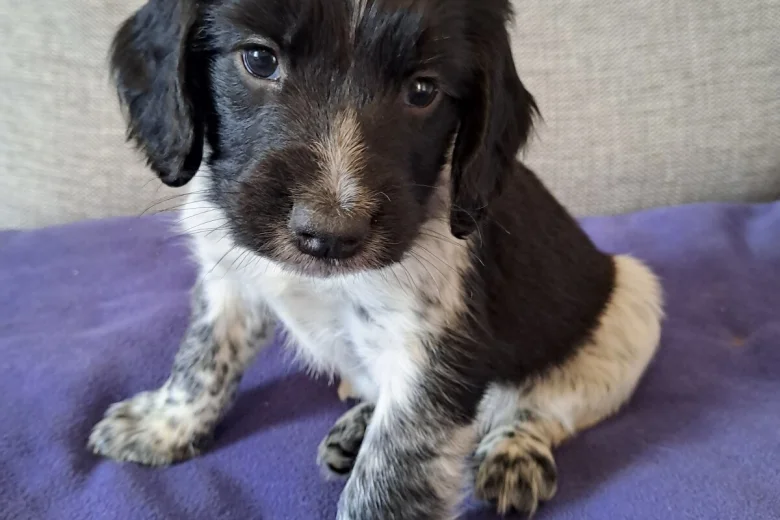 Sprocker Spaniel