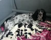 Sprocker Spaniel