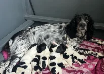 Puppy 1