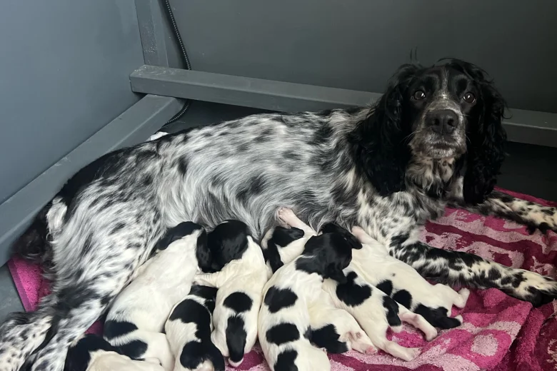 Sprocker Spaniel