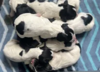 Puppy 2