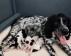Sprocker Spaniel