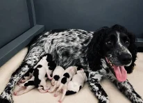 Puppy 3