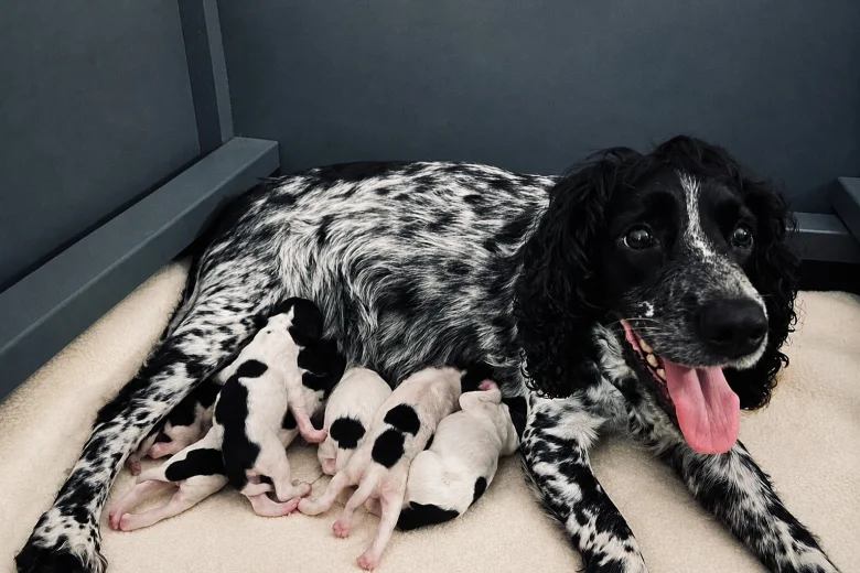 Sprocker Spaniel