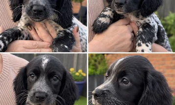 Sprocker Spaniel