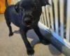 Staffordshire Bull Terrier