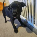 Staffordshire Bull Terrier