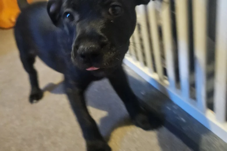 Staffordshire Bull Terrier