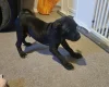 Staffordshire Bull Terrier