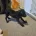 Staffordshire Bull Terrier