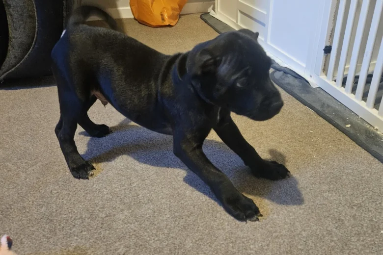 Staffordshire Bull Terrier