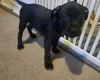 Staffordshire Bull Terrier