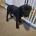 Staffordshire Bull Terrier