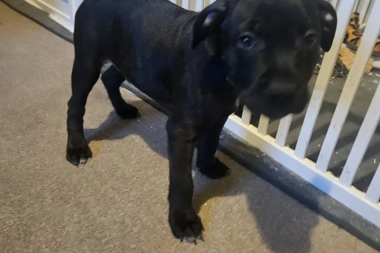 Staffordshire Bull Terrier