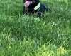 Staffordshire Bull Terrier
