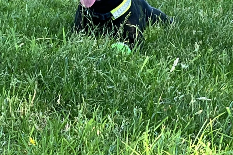 Staffordshire Bull Terrier