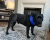 Staffordshire Bull Terrier