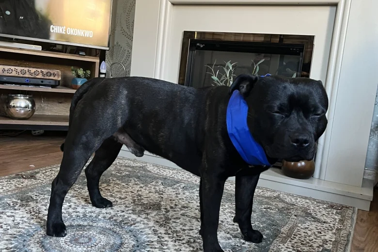 Staffordshire Bull Terrier