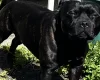 Staffordshire Bull Terrier