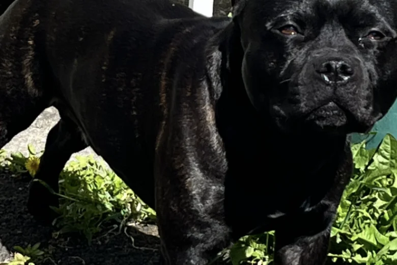 Staffordshire Bull Terrier