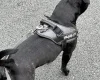 Staffordshire Bull Terrier