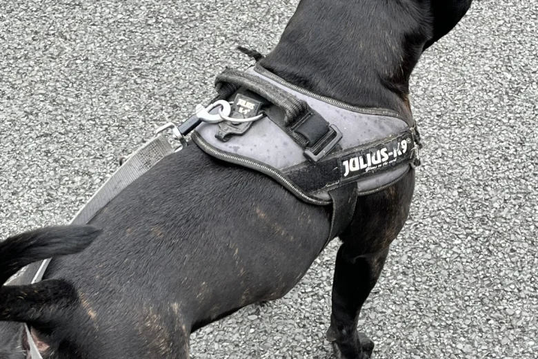 Staffordshire Bull Terrier