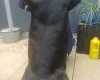 Staffordshire Bull Terrier