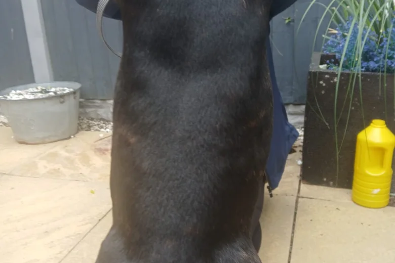 Staffordshire Bull Terrier