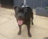 Staffordshire Bull Terrier