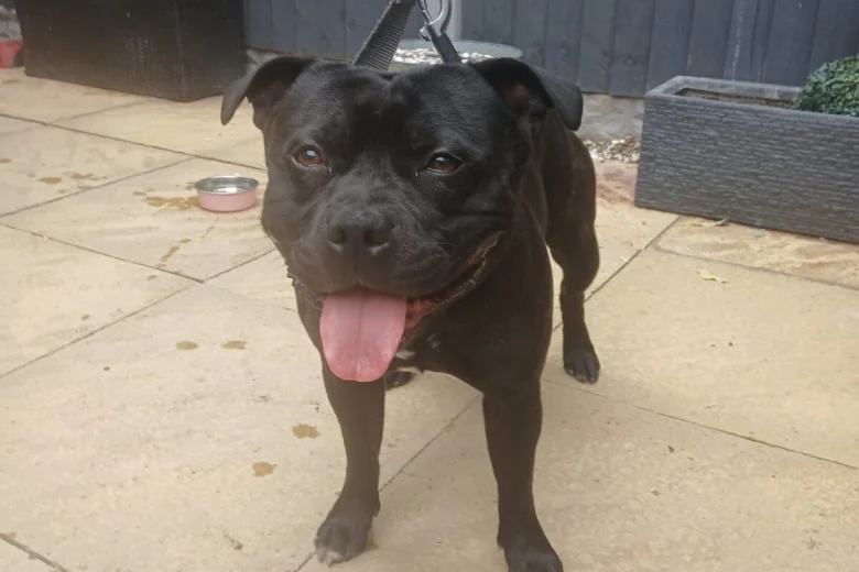 Staffordshire Bull Terrier