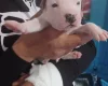 Staffordshire Bull Terrier