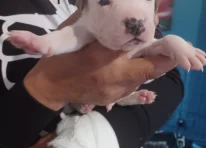 Puppy 1