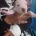 Staffordshire Bull Terrier