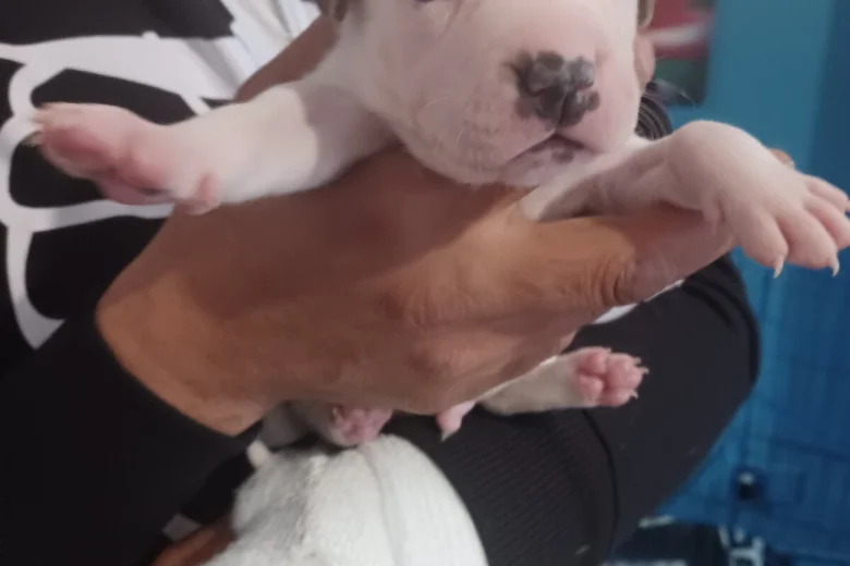 Staffordshire Bull Terrier