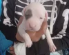 Staffordshire Bull Terrier
