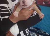 Puppy 7