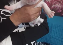 Puppy 2