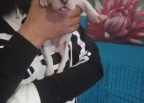 Puppy 3