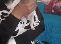 Puppy 4