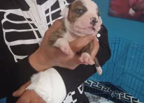 Puppy 5