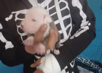 Puppy 8