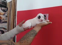 Puppy 9