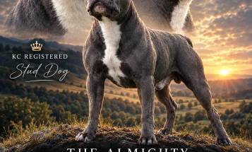 Staffordshire Bull Terrier