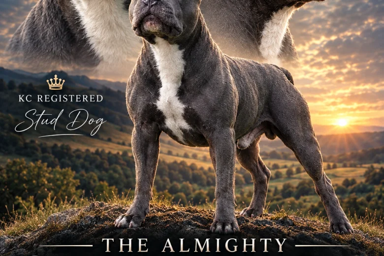 Staffordshire Bull Terrier