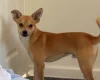 Mixed Breed