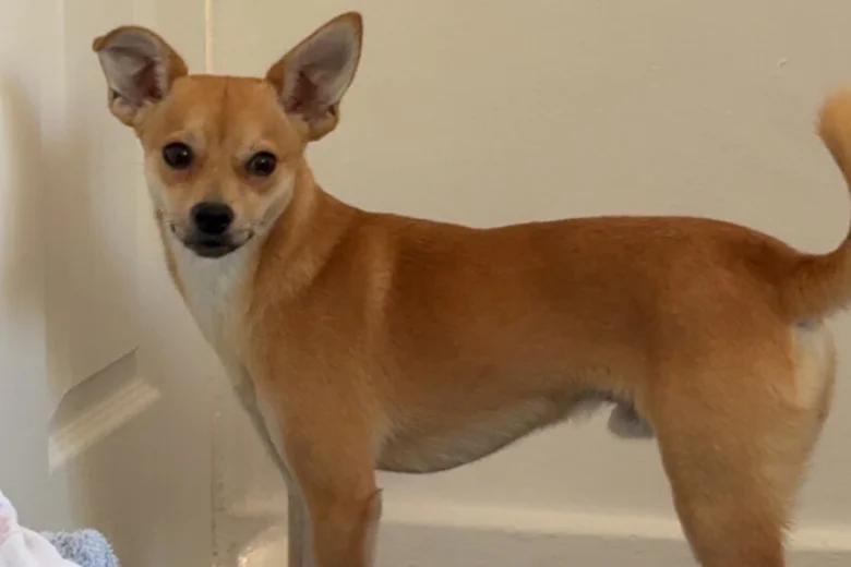 Mixed Breed