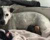Mixed Breed