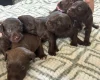 Mixed Breed