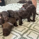 Mixed Breed