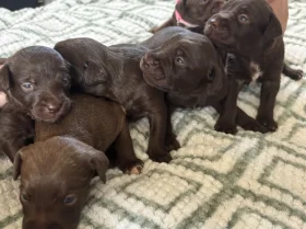Mixed Breed